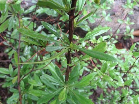 Berberis Poiretii Extract 